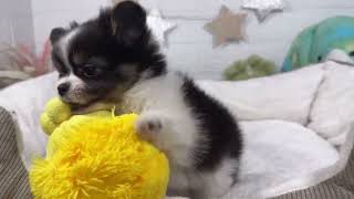 ハーフ犬の動画01