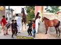 Celebration For The New Horse In The Pet House Horse Dancing Welcome