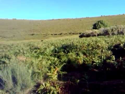 Ciervos Pazuengos 2011