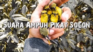 Download lagu Mp3 Buat Mikat Burung SOGON/SOGOK ONTONG||mp3 pikat semua jenis burung kecil!! mp3 Download lagu Mp3 Buat Mikat Burung SOGON/SOGOK ONTONG||mp3 pikat semua jenis burung kecil!! mp3