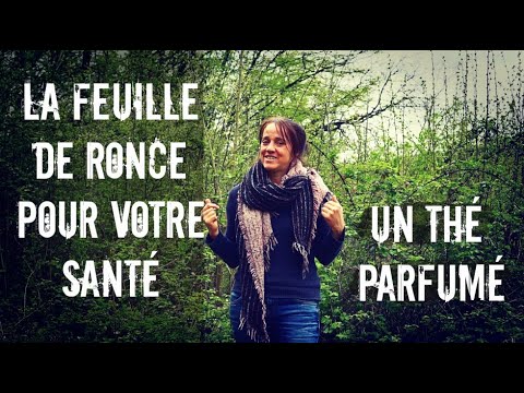 La feuille de ronce pour votre santé