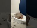 ヒメハリテンレックベビー　超懐っこいです♪のYouTubeサムネイル画像