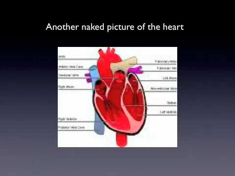 the heart and lung song