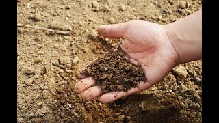 Best Soil For Raised Bed Gardening
