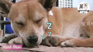 The dog that takes the 'BUS' by himself every day to visit his 'girlfriend' makes netizens Jealous'😍
