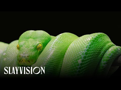 Video thumbnail for SNAKE