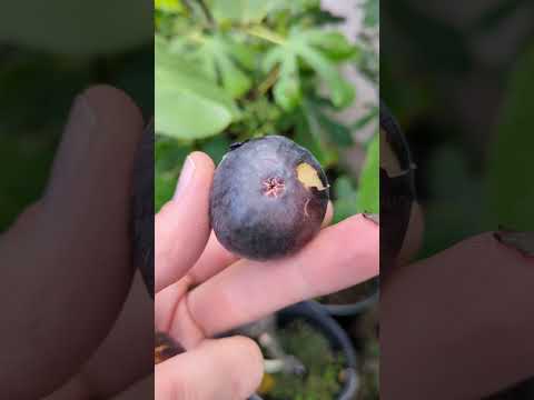 Ficus carica "Ronde de Bordeaux" #music #song