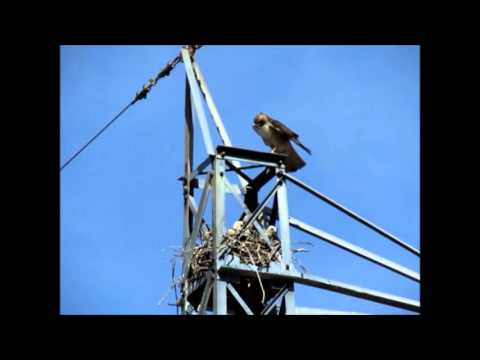 Red-Tail Hawk Feeding Chicks