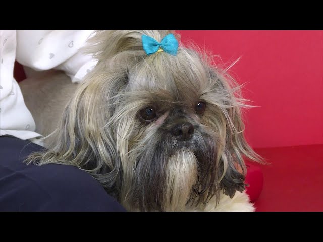 Герой рубрики «Живая среда»: пёс породы Ши-тцу «Бони», если официально, то «Бонифаций»