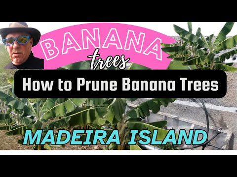 Lets Prune Some Banana trees on Madeira Island