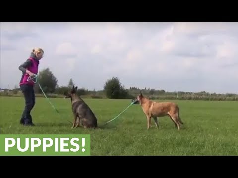 Dog & owner hold rope while other dog jumps