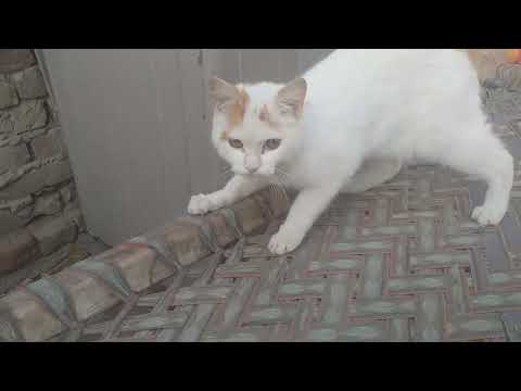 #asmulhusna #qarimuazzam