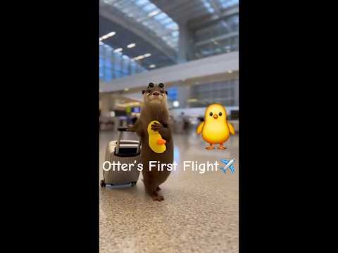 Otter’s First Flight #otter #flight #paris #airport #ai #sora2