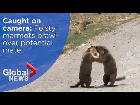 Caught on camera: Feisty marmots brawl over potential mate