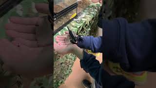 🦂サソリとたわむれる