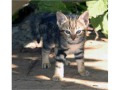 Sokoke Forest Cat wild cats domestic cat 