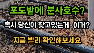 #샤인머스켓재배기술 #대형시설비가림비닐하우스 #귀농귀촌   점적호수분사호수