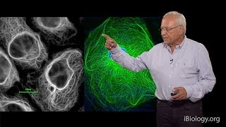 Robert Goldman (Northwestern U/MBL) Part 1: Cytoskeletal Intermediate Filaments