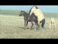 Funny Video Of Horse Unbelievable Moments Of Horse