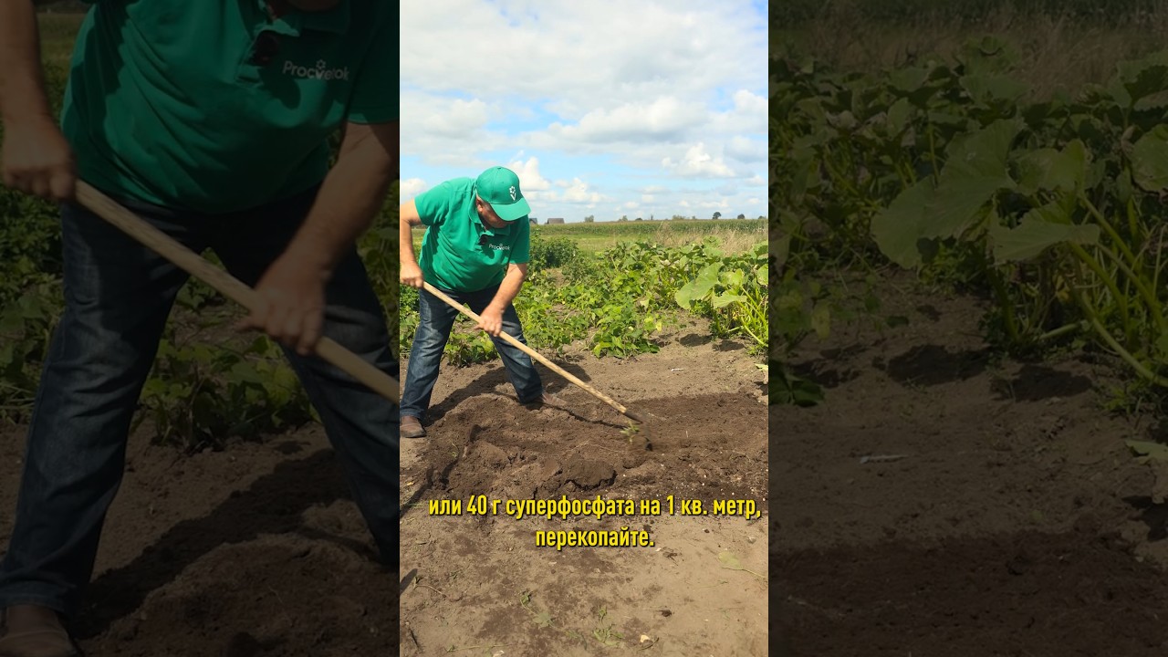 Чеснок точно вырастет с кулак, если посадите так осенью! Как сажать озимый чеснок