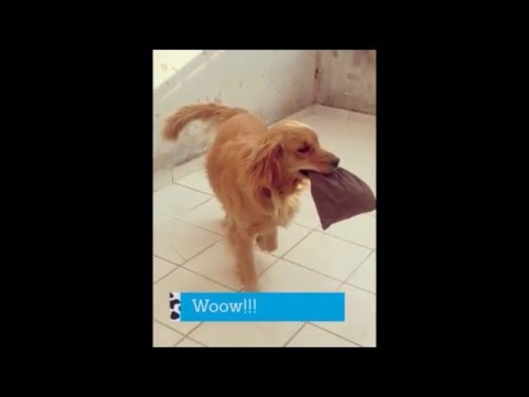 Paquita Golden Retriever