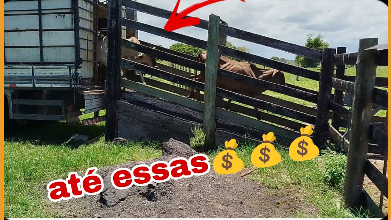 PREÇO DE BEZERRA DESSE TIPO . INCRÍVEL!