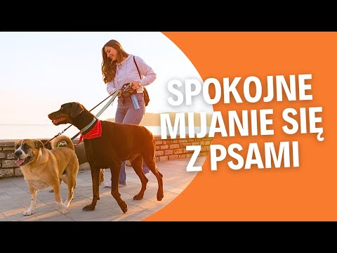 How to teach dogs to calmly pass other dogs on walks?