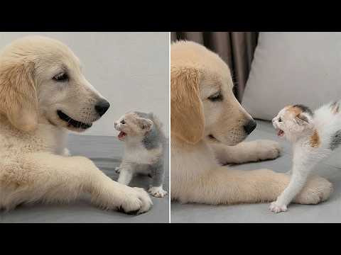 YouTube 썸네일