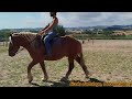Gelding Comtois For sale 2022 Chesnut