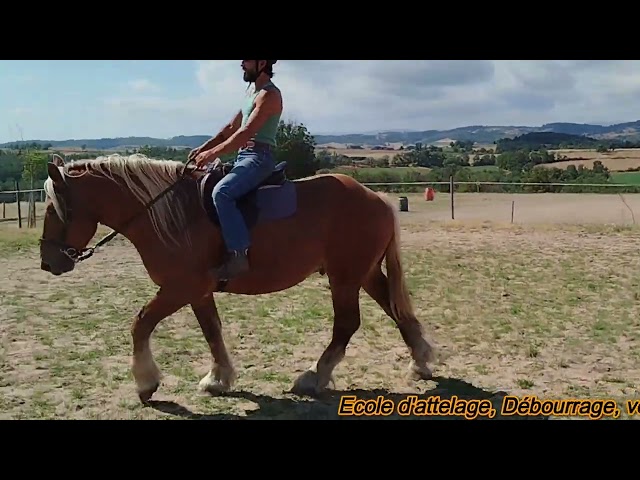 Gelding Comtois For sale 2022 Chesnut