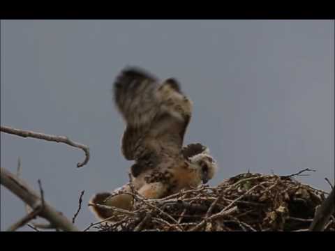 Baby red tailed hawks close to fledging