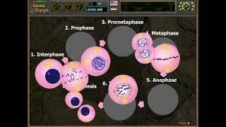 Cell Mitosis Puzzle Gameplay 🦠🧩🎓 Fun Biology Homework (Archive) (Education Games)