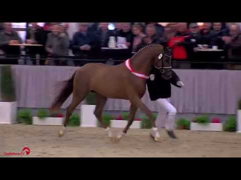 Siegerhengst Dressur | Boston (NLD) x Fidermark | Westfälische Körung | 2014