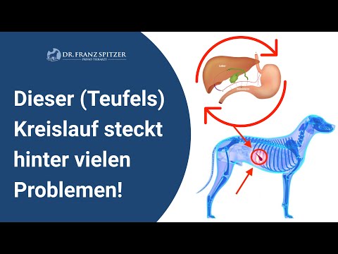 Dieser (Teufels)Kreislauf (+ "leaky gut" Syndrom) verursacht bei Hunden große Probleme