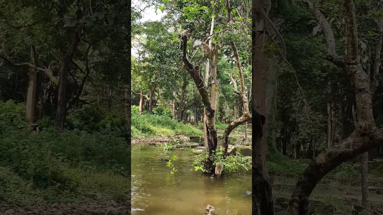 Wildlife Monkey in Amber troop 🤣💕😂 #animalmonkey #wildlife #animals #babymonkey