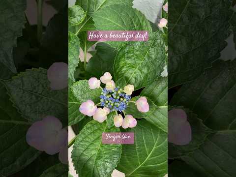 鉢植えのアジサイの育て方 メンテナンスのアドバイス 水やり 肥料の与え方 露出サイズ