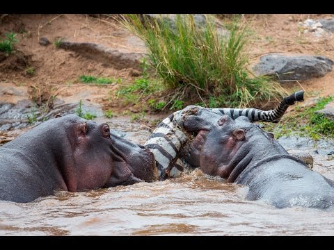 HIPPOS EAT ZEBRA & CROC FEEDING FRENZY: part 1