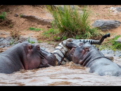 download lagu mp3 mp4 What Do Hippopotamus Eat, download lagu What Do Hippopotamus Eat gratis, unduh video klip What Do Hippopotamus Eat