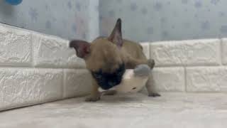 フレンチブルドッグの動画01