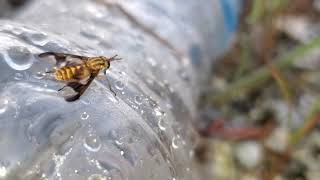 Yellow Fly - Close Up Of One Of Florida