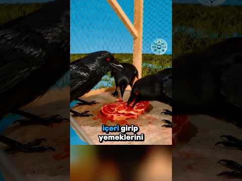 Kargaları Kandıran İnanılmaz Kafes Tuzağı 🧠🦅🛑