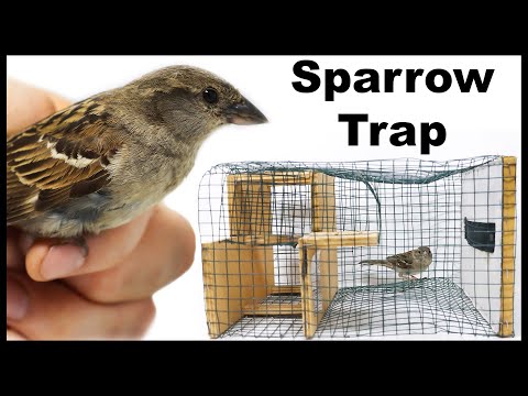 Testing out the Elevator Door Sparrow Trap