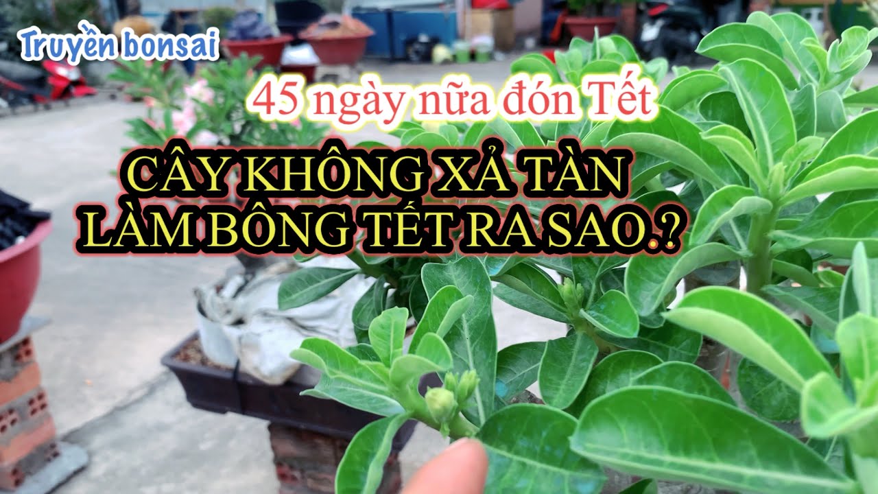 Cây sứ không xả tàn làm bông ra sao.?/truyền bonsai