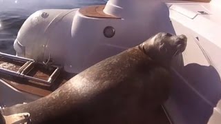 Scared seal hides on boat from killer whales
