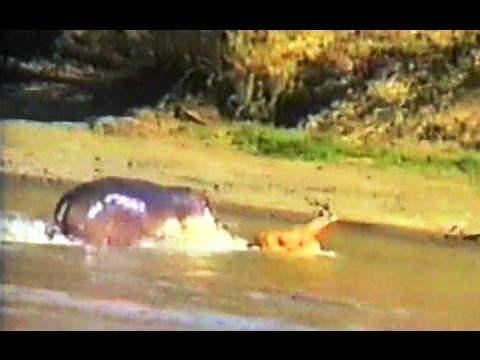 MOST AMAZING EVER Hippo Attacks Crocodile To Save Antelope.