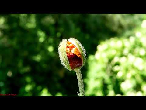 Corn Poppy Awaken