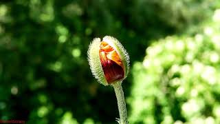 Corn Poppy Blooming, time lapse, Amazing Nature
