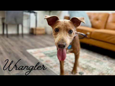 Dog for adoption - Wrangler, a Pit Bull Terrier &amp; Vizsla Mix in Guilderland, NY | Petfinder