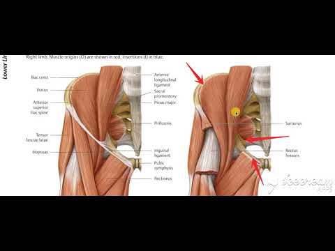 Adductor muscles