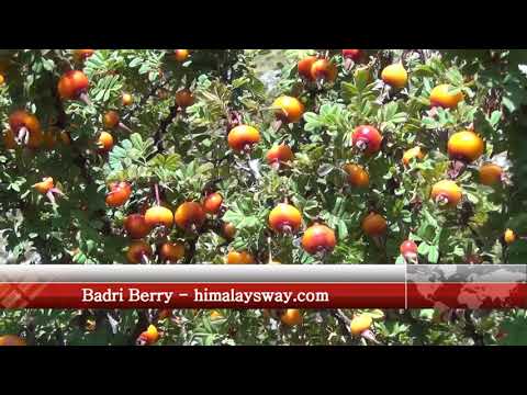 badri berry in Badrinath